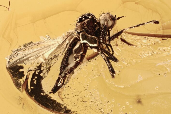 Detailed Fossil Dagger Fly (Empididae) In Baltic Amber #330697